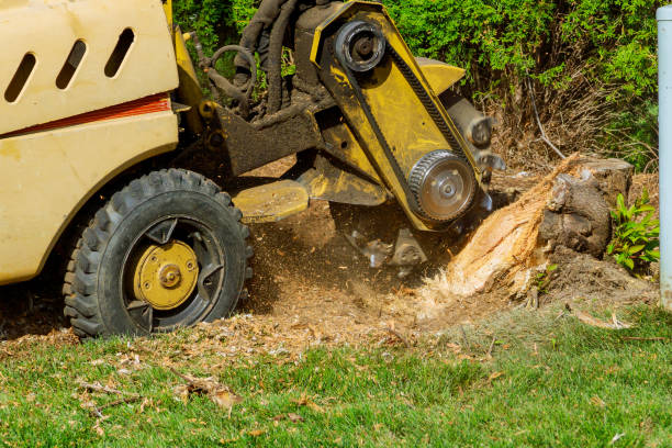 Best Lawn Pest Prevention  in Mabscott, WV