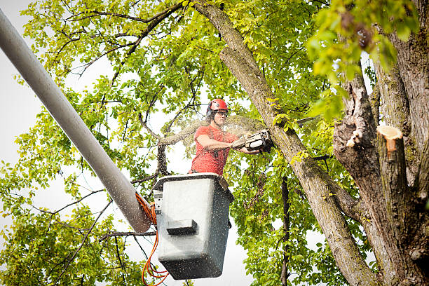 Best Tree Disease Treatment  in Mabscott, WV
