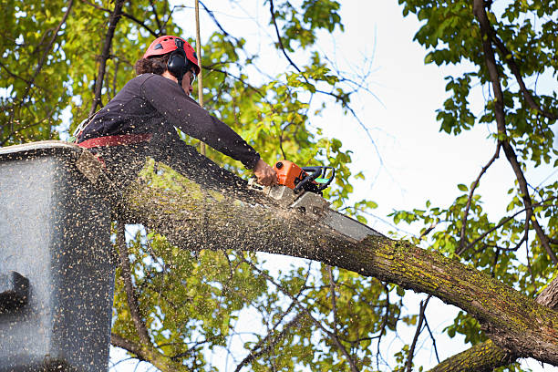 Best Lawn Grading and Leveling  in Mabscott, WV