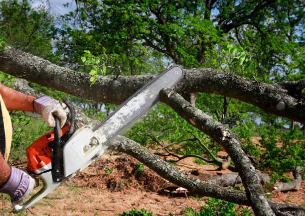 Best Root Management and Removal  in Mabscott, WV